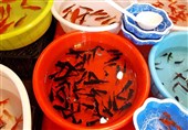 گیلان| بازار &quot;ماهی قرمز شب عید&quot; در رشت به روایت تصویر