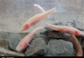 روایت تسنیم از شگفت‌انگیزترین ماهی جهان در لرستان/ ‌سفر به تنها زیست‌بوم ماهی کور در دل زاگرس +فیلم