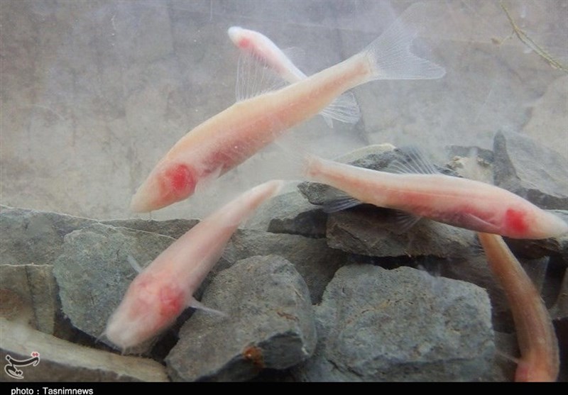 روایت تسنیم از شگفت‌انگیزترین ماهی جهان در لرستان/ ‌سفر به تنها زیست‌بوم ماهی کور در دل زاگرس +فیلم