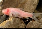 3 گونه ماهی کور در جنوب لرستان شناسایی شد