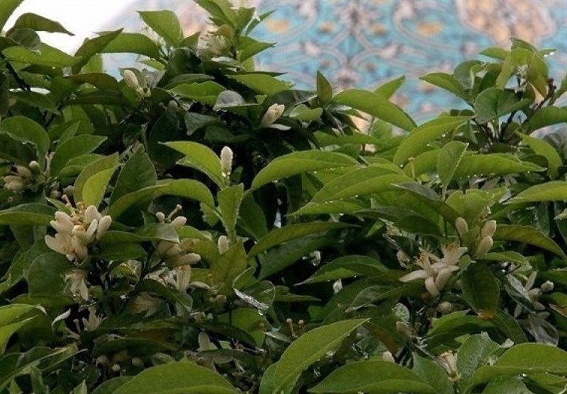 اردیبهشت شیراز معطر به عطر بهار نارنج؛ امسال 9 تن شکوفه نارنج در استان فارس برداشت می‌شود