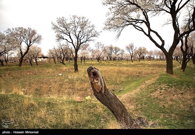 سیاست‌گذاری توسعه ای یکی از موانع حفظ باغستان‌های سنتی قزوین به شمار می‌رود