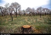 باغستان قزوین با خرج‌کردن از جیب دیگران حفظ نمی‌شود