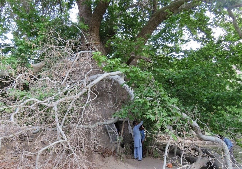 خراسان جنوبی| درخت چنار روستای دوشنگان درمیان مسافران نوروزی را فرامی‌خواند