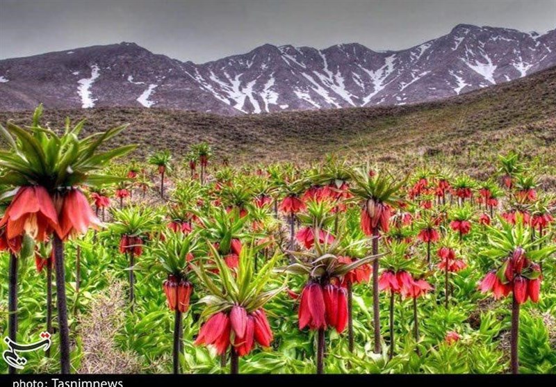 Fritillaries Plain in Iran's Ali Goudarz