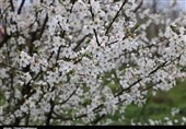 گیلان|‌ شکوفه‌های بهاری در رودسر به روایت تصویر