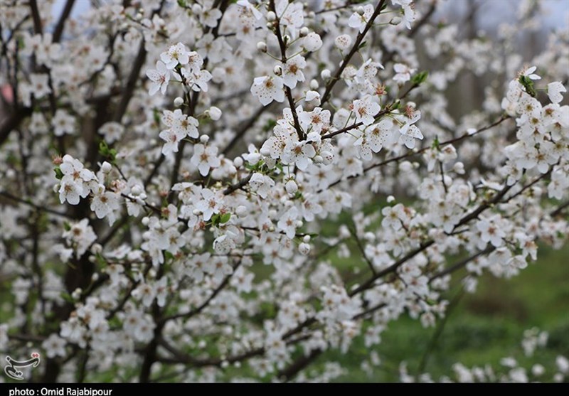 طبیعت بهار گیلان سطلسر