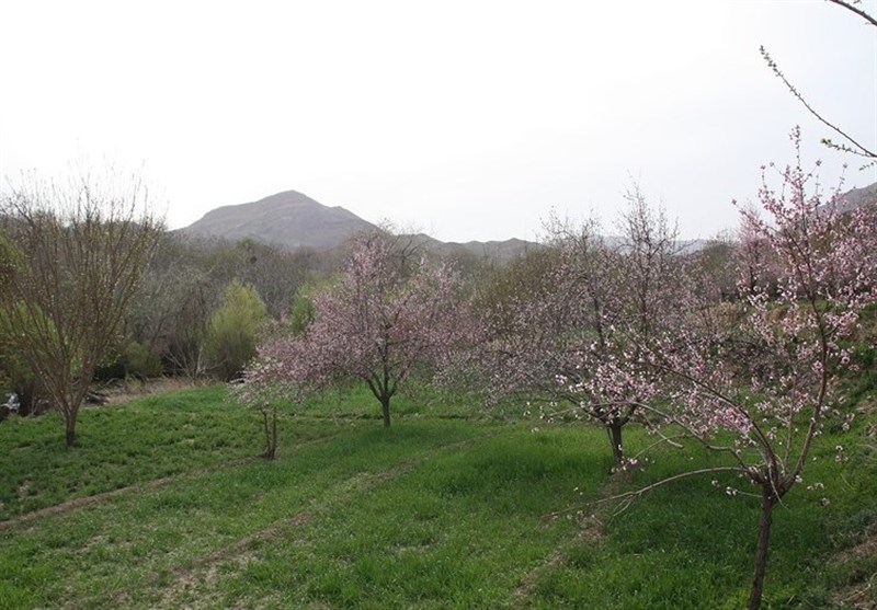 کرمان| طبیعت سرسبز و بکر روستای بغیجان راور به روایت تصویر