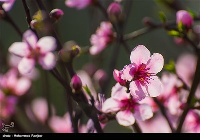 شکوفه های بهاری - گیلان