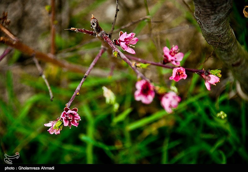 بالصور..تفتح الزهور فی محافظة مازندران