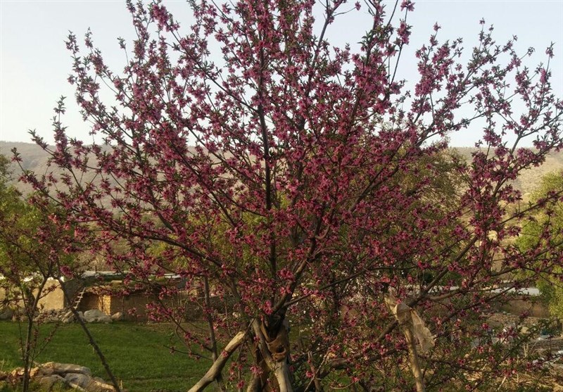 یاسوج| شکوفه‌ها بر قامت درختان در لوداب بویراحمد دلربایی می‌کنند + تصاویر