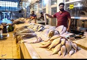گزارش| ماهی و میگو از سفره ساحل‌نشینان بوشهر حذف شد/ لزوم افزایش نظارت مسئولان استانی