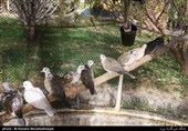 تهران| بوستان پرندگان در شهرستان اسلامشهر افتتاح می‌شود