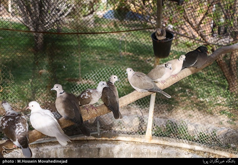 تهران| بوستان پرندگان در شهرستان اسلامشهر افتتاح می‌شود