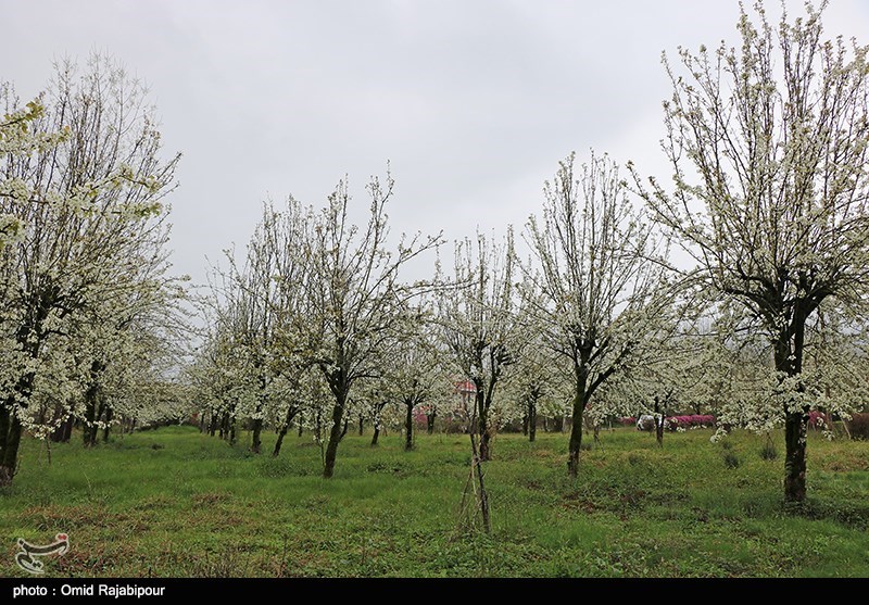 مازندران| برف بهاری خسارات جدی به باغات گیلاس رامسر وارد کرد