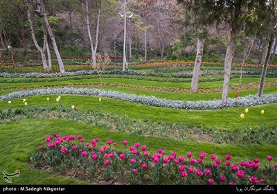 جشنواره لاله ها و روز طبیعت در کرج