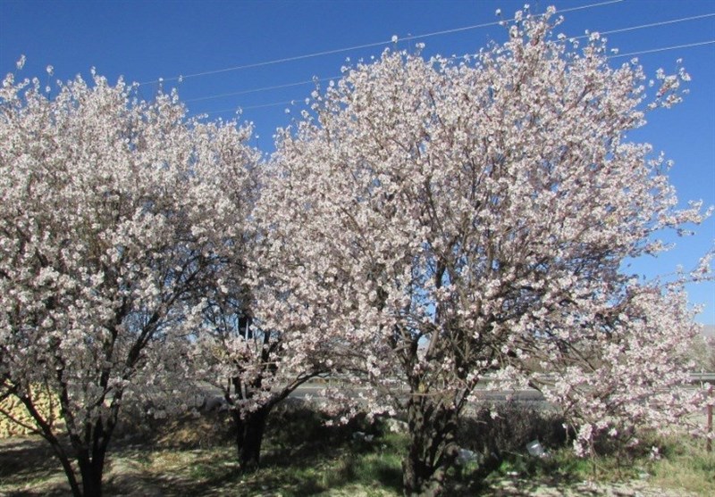 کاشان| شکوفه‌های بیدمشک در برزک کاشان طلایه‌داران بهار