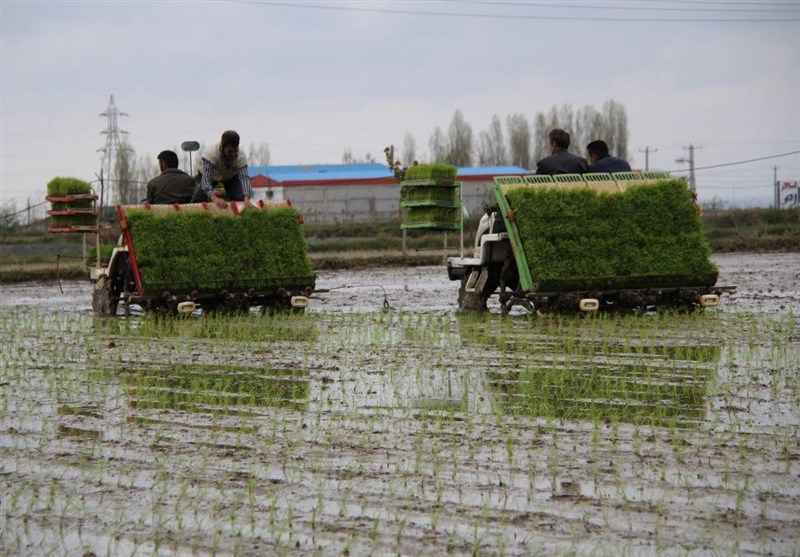 نخستین نشا مکانیزه برنج کشور در مازندران آغاز شد + فیلم