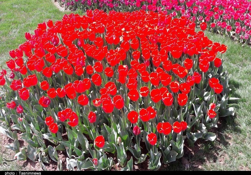 کاشت 25 هزار گل لاله در بهشت زهرا در بهمن ماه