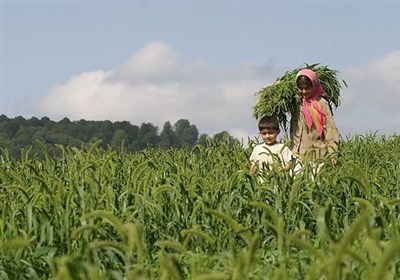 هشدار جهاد کشاورزی چهارمحال و بختیاری نسبت به برداشت محصولات