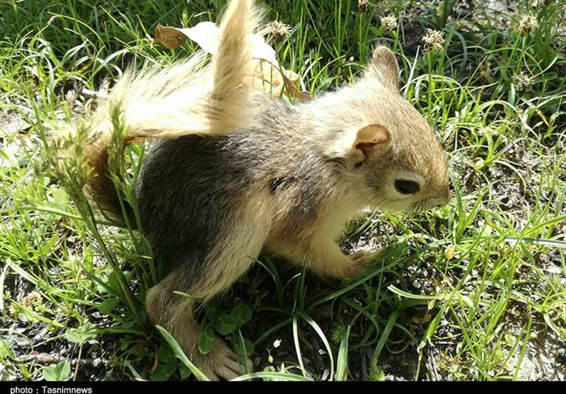 رهاسازی سنجاب‌های ایرانی در طبیعت رومشکان؛ نجات‌بخش بلوط در خطر انقراض است