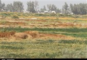 ساری| اراضی زارعی مازندران 600 میلیون متر مکعب کسری منابع آبی دارد