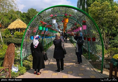 Tulips Festival Held in Iran's Karaj