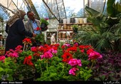 Tulips Festival Held in Iran's Karaj