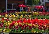 Tulips Festival Held in Iran's Karaj