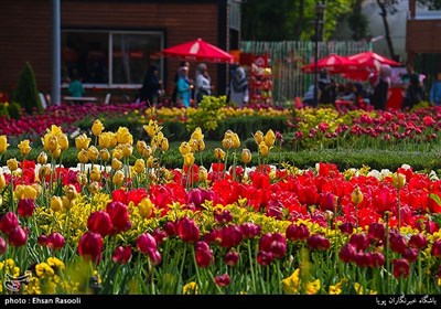 Tulips Festival Held in Iran's Karaj