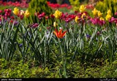 Tulips Festival Held in Iran's Karaj