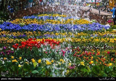 Tulips Festival Held in Iran's Karaj
