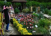 Tulips Festival Held in Iran's Karaj