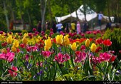 Tulips Festival Held in Iran's Karaj