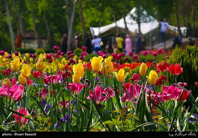 Tulips Festival Held in Iran's Karaj