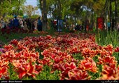 Tulips Festival Held in Iran's Karaj