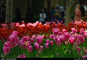Tulips Festival Held in Iran's Karaj