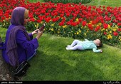 Tulips Festival Held in Iran's Karaj
