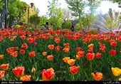 Tulips Festival Held in Iran's Karaj