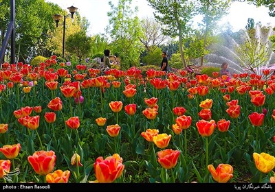 Tulips Festival Held in Iran's Karaj