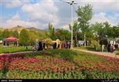 Tulips Festival Held in Iran's Karaj