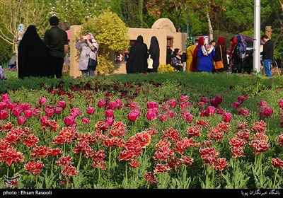 Tulips Festival Held in Iran's Karaj