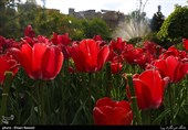Tulips Festival Held in Iran's Karaj