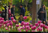 Tulips Festival Held in Iran's Karaj
