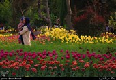 Tulips Festival Held in Iran's Karaj