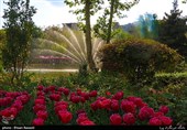 Tulips Festival Held in Iran's Karaj