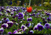 Tulips Festival Held in Iran's Karaj