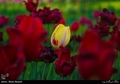 Tulips Festival Held in Iran's Karaj