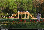 Tulips Festival Held in Iran's Karaj