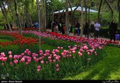 Tulips Festival Held in Iran's Karaj